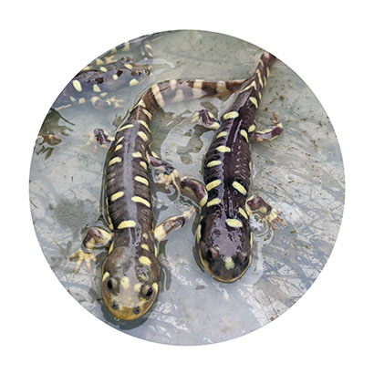 California Tiger Salamander