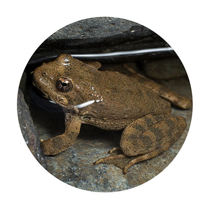 Foothill Yellow-legged Frog