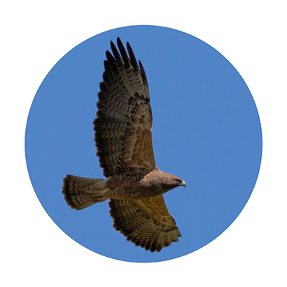 Swainson's Hawk
