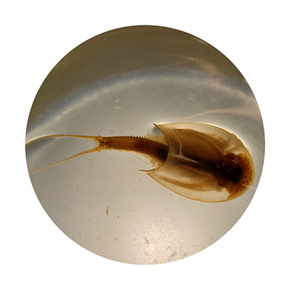 Vernal Pool Branchiopods